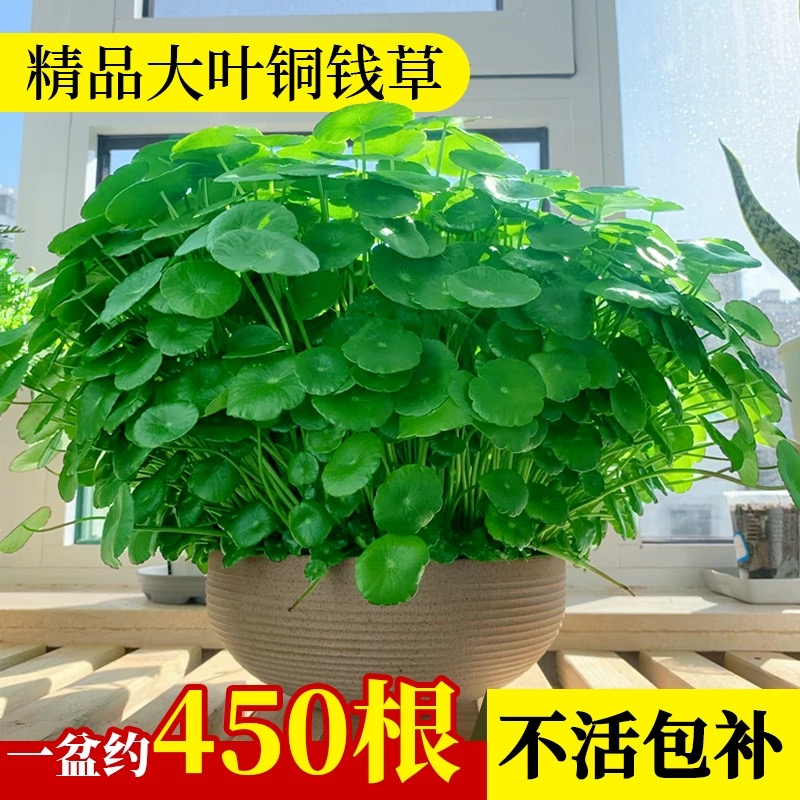 铜钱草水培植物室内外水养招财小绿植金钱草盆栽四季常青好养花卉