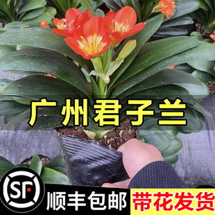 君子兰盆栽带花苞多肉四季老桩绿植花卉室内客厅开花老苗盆景植物