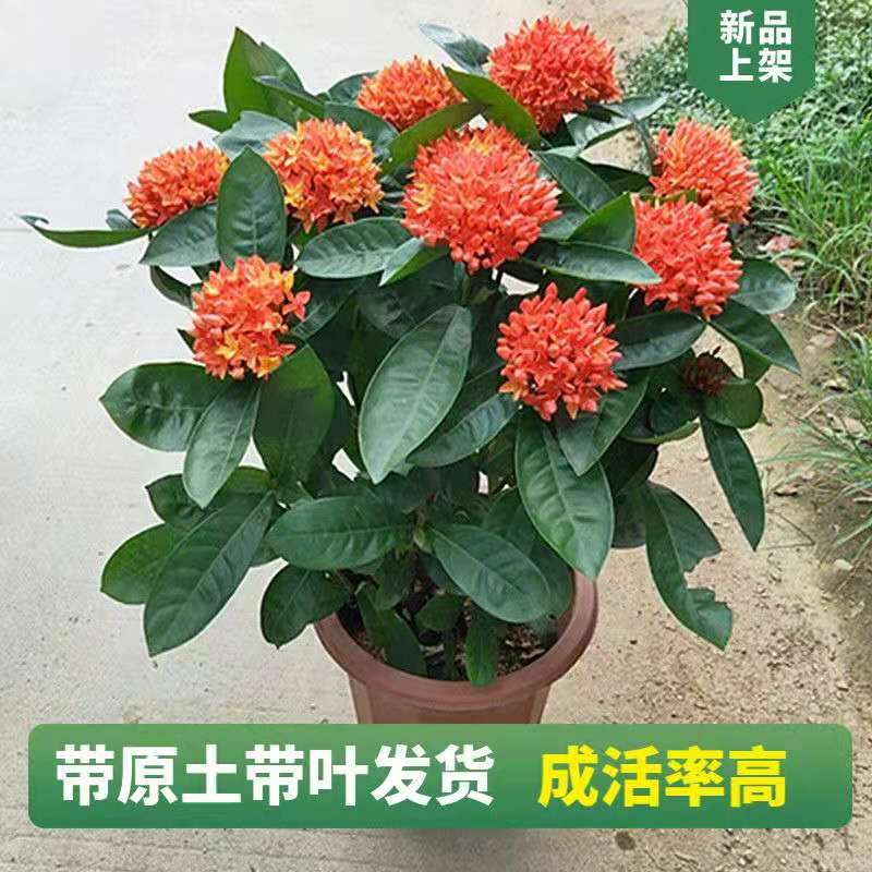 龙船花盆栽带花发货室内客厅阳台庭院耐寒耐热观赏四季开花卉好养