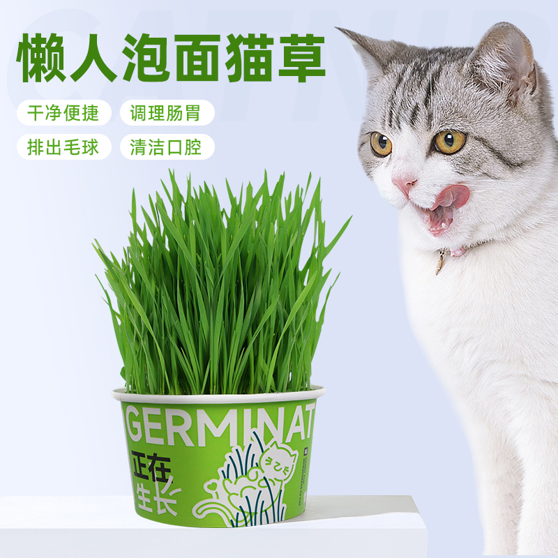 懒人泡面猫草哈仔猫薄荷猫草方便面盆