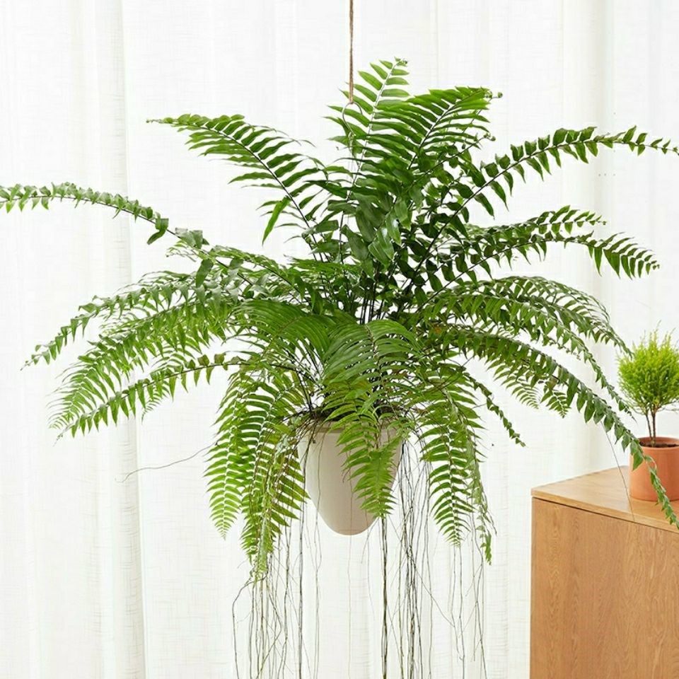 霸王蕨波士顿蕨盆栽长叶垂吊鹿角蕨客厅室内净化空气观叶好养绿植