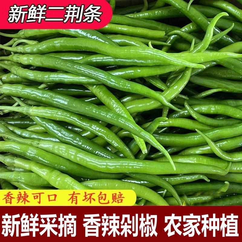 农家新鲜种植二荆条辣椒自种蔬菜青线