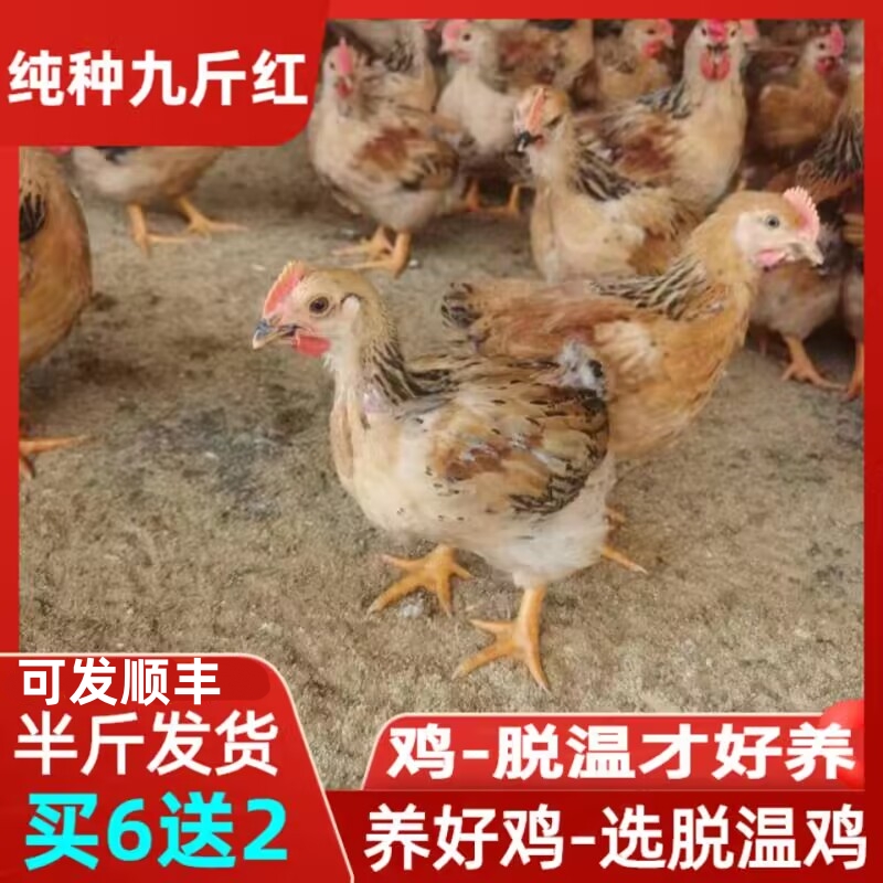 k9鸡苗九斤王鸡苗快大黄鸡苗快大鸡苗大种鸡苗良凤花鸡苗包邮包活