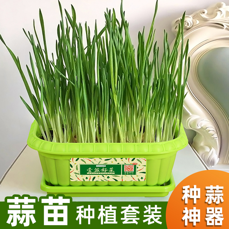 蒜苗新鲜小红皮紫皮干红山东大蒜头的盆栽容器水培蒜黄种植器土培|ruв категории доставка цветов/цветок моделирования/растения садоводства, ваза/цветок/горшок/цветок (новый), горшок - от Buy2taobao.com для оказания профессиональной услуги покупки агента Taobao