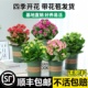 长寿花盆栽重瓣金狐狸大花带花苞花苗四季室内开花好养的花卉植物