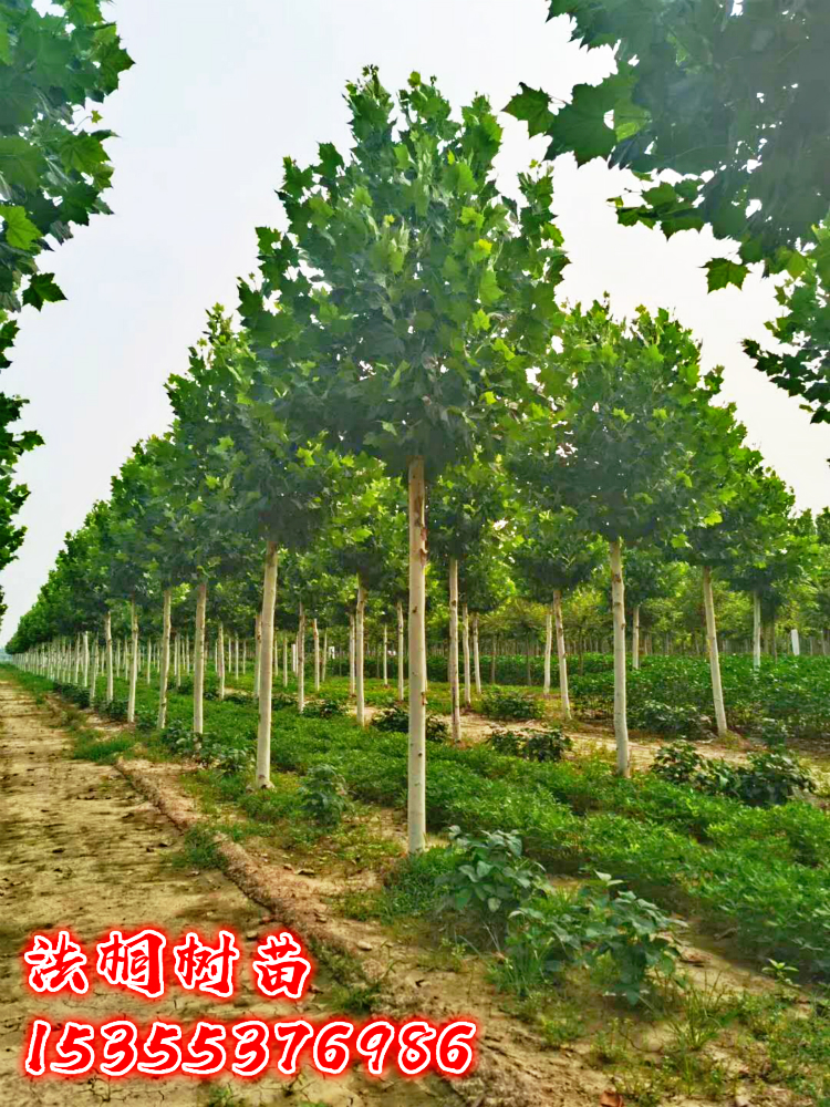 法国梧桐树树苗大树庭院风景树行道绿化拆迁苗木南方种植青桐植物