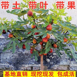 无花果树果苗特大带盆带土带叶带果南方北方种植盆栽地栽当年结果