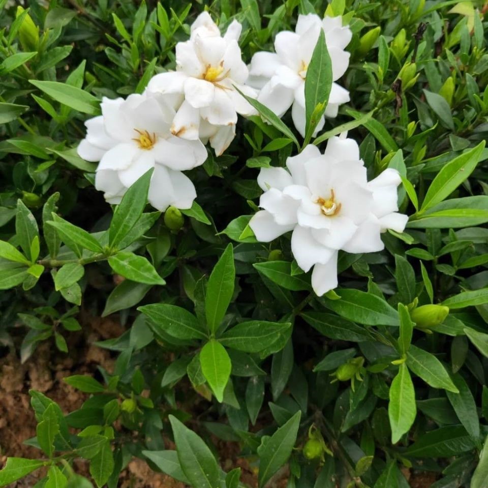 小叶栀子工程苗庭院园林绿化苗木树苗花园植物四季常绿园林色块苗