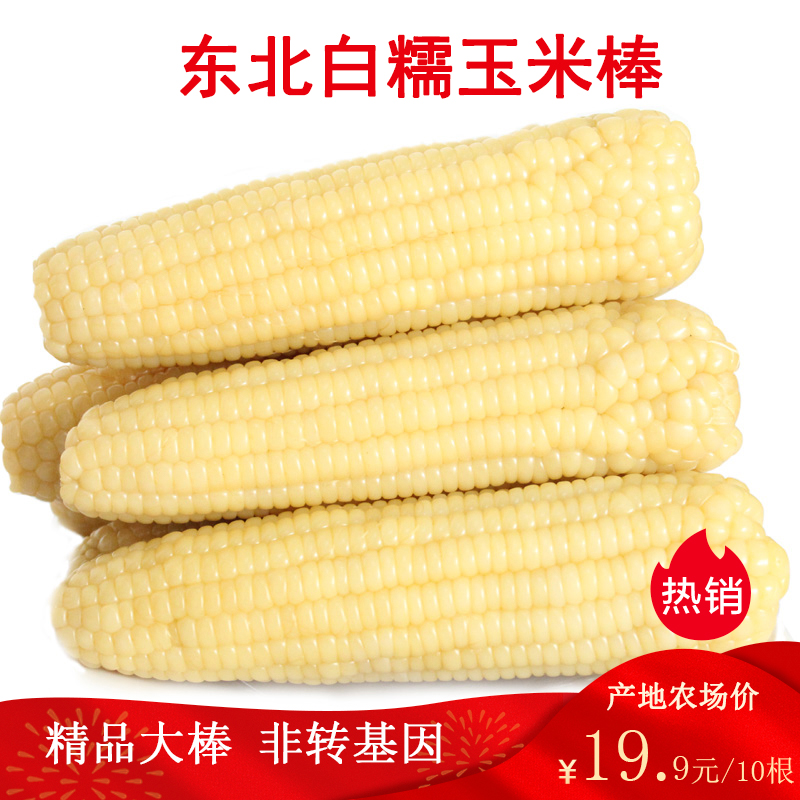 月亮岛大棒东北白糯玉米棒熟糯玉米