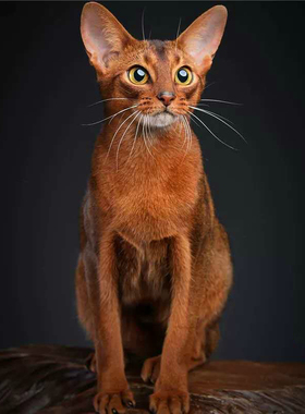 阿比西尼亚猫纯种活体幼猫家养宠物猫古埃及法老猫索马里网红猫