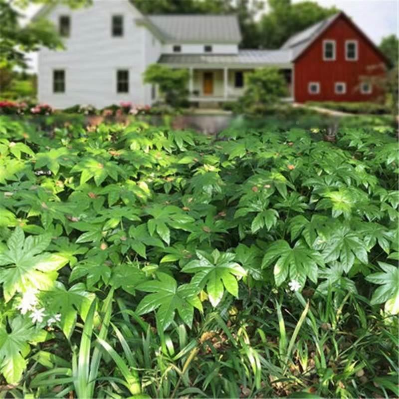 阴耐耐寒八金角盘KQZ小苗地绿被观叶植苗好养庭院化物木四j季常青