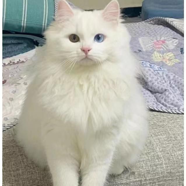 纯白狮子猫长毛仙女猫蓝金异瞳幼猫波斯猫布偶猫咪活体重点色暹罗