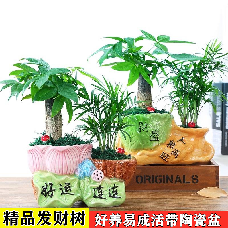 发财树盆栽绿植花卉富贵竹荷花竹植物盆栽办公室内桌面植物防辐射