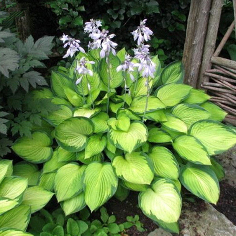 大年多可植物喜阴金边绿植宿根花卉年生盆栽绿植
