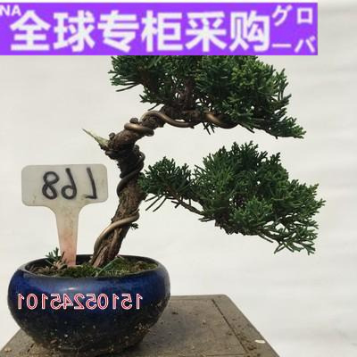 日本ru真柏盆景 日本济州真柏盆栽 造型老桩黑松黄杨