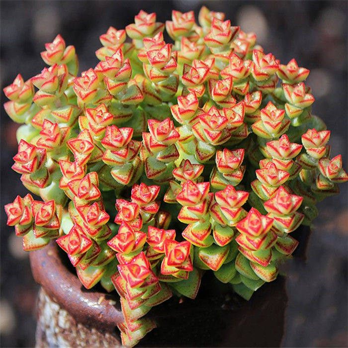 彩色蜡笔多肉大额优惠券