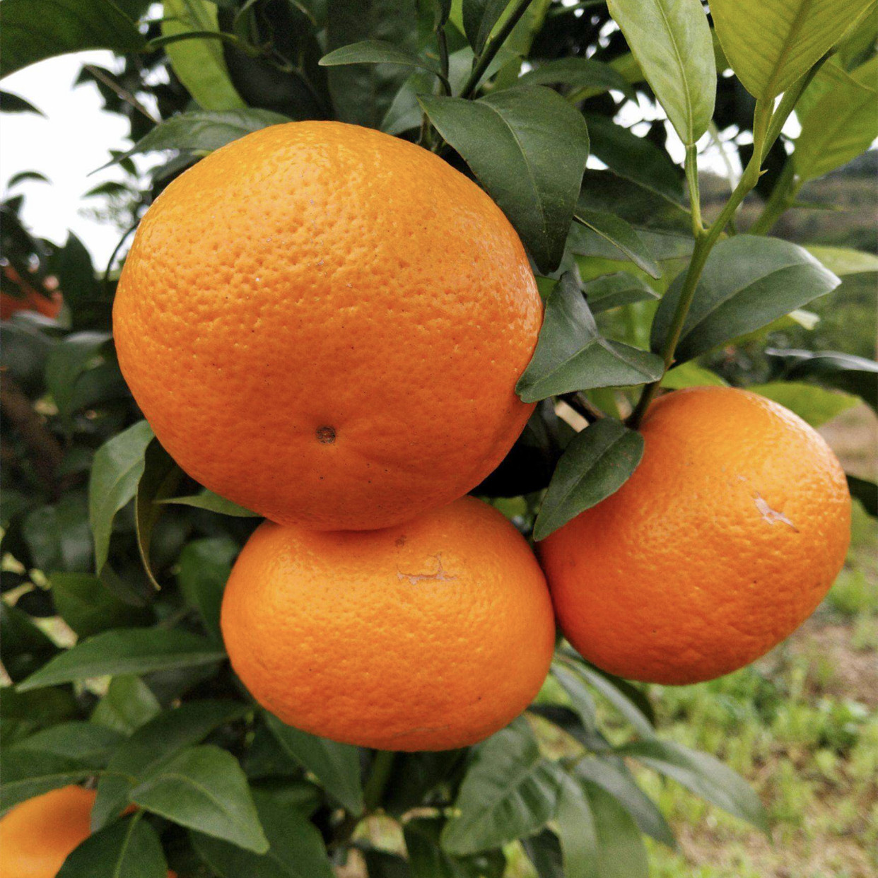 广西农垦正宗武鸣沃柑10斤新鲜橘子皮薄多汁香甜产地直发水果桔子