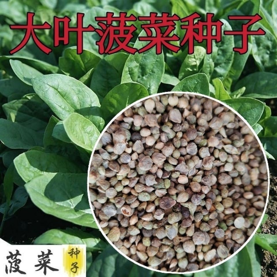 小叶菠菜种子种籽秋季菜籽菜种老品种四季盆栽蔬菜青菜波菜孑籽种