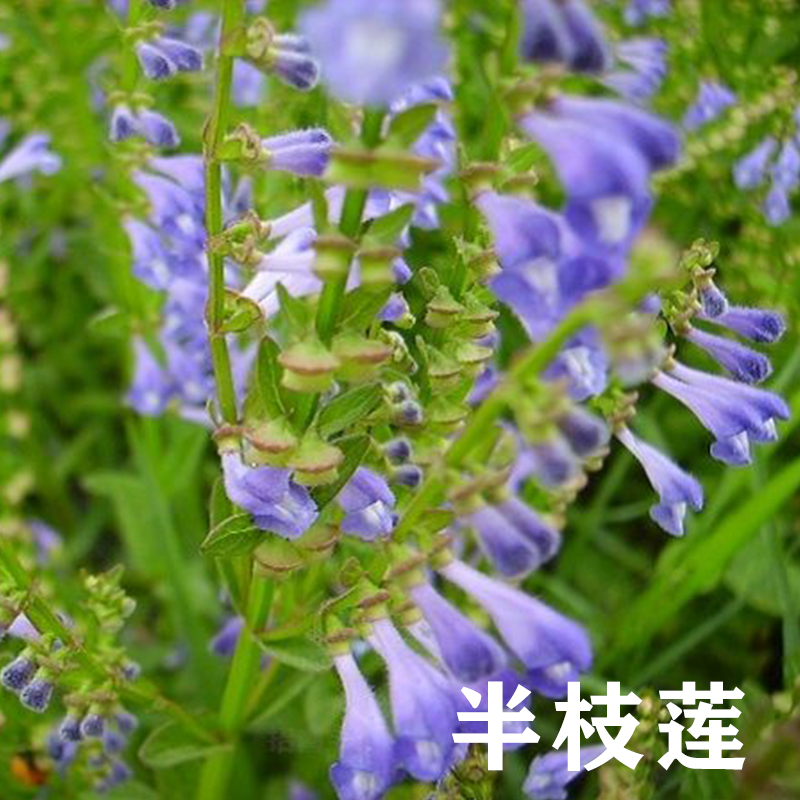 半枝莲4