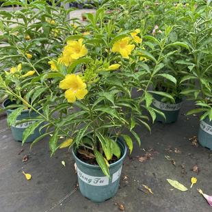 紫蝉盆栽 紫婵黄婵 室内阳台庭院花卉 多年生木本植物耐热耐寒n.