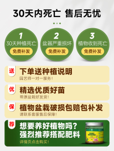 定制I适合放客厅的绿植幸福树家里大盆栽植物禄植电视柜旁边落地