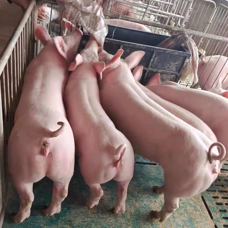 大白二元母猪原种苏太湖种母猪美系杜洛克种公猪长白三元猪仔包邮