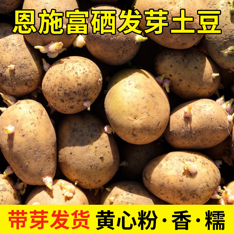 发芽土豆本地老品种高山带芽催芽黄心