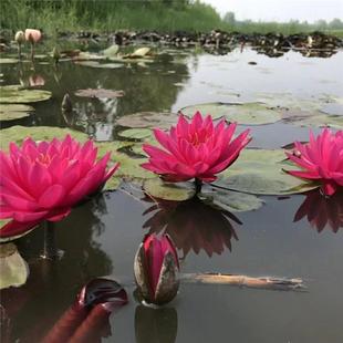 大睡莲花根块池塘水池水培植物花卉盆栽睡莲苗带花苞四季水养荷花