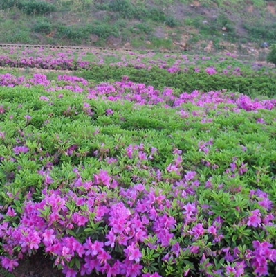 杜鹃苗木 树苗四季常青庭院绿化苗木杜鹃 毛娟苗木庭院绿植花卉