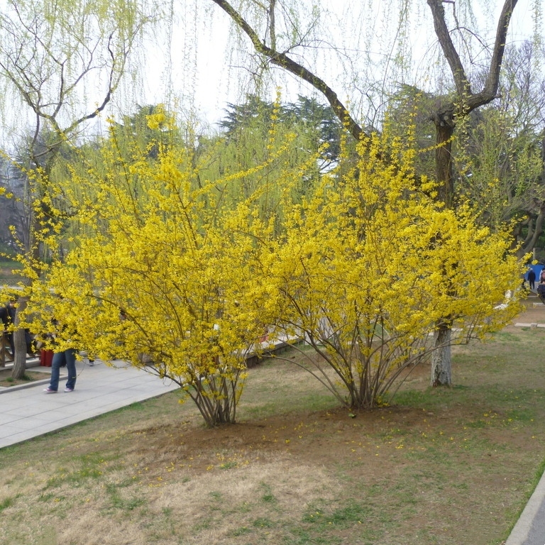 庭院绿化工程苗木连翘花树苗迎春花树苗黄花条金钟花黄老虎小苗