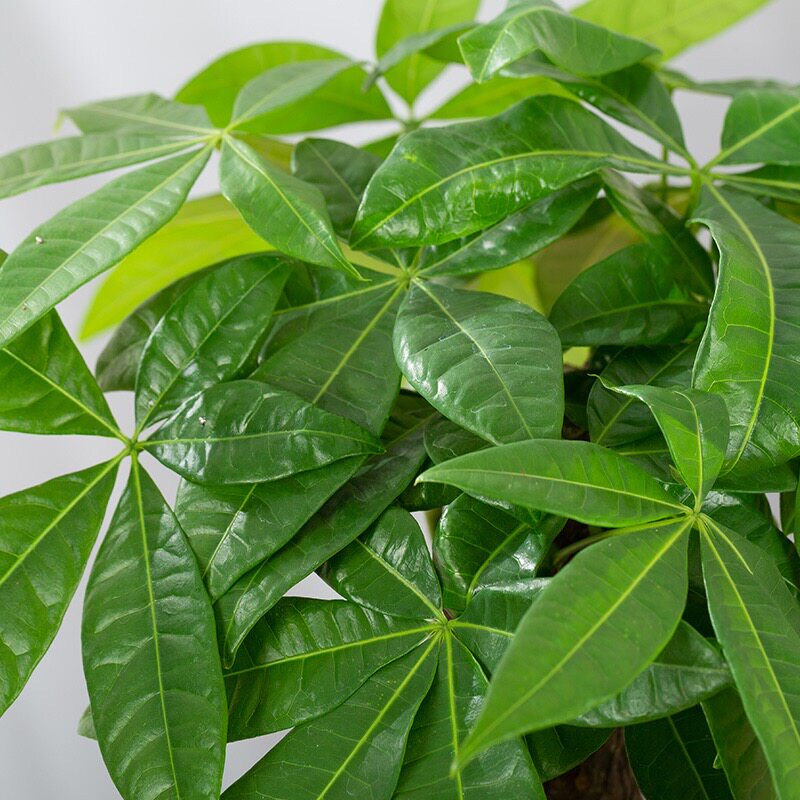 发财金盆栽五辫子三财发杆树办公c室桌面绿植水培好养招财树钱树