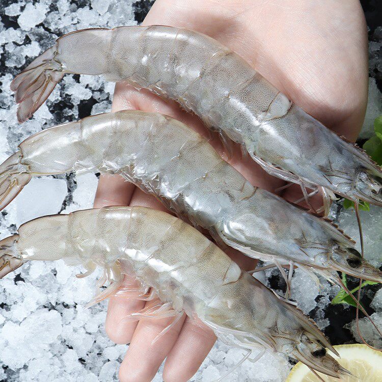 海水虾淘宝天猫优惠券大全_品牌精品汇聚_价格大全 pc版 -最宠网