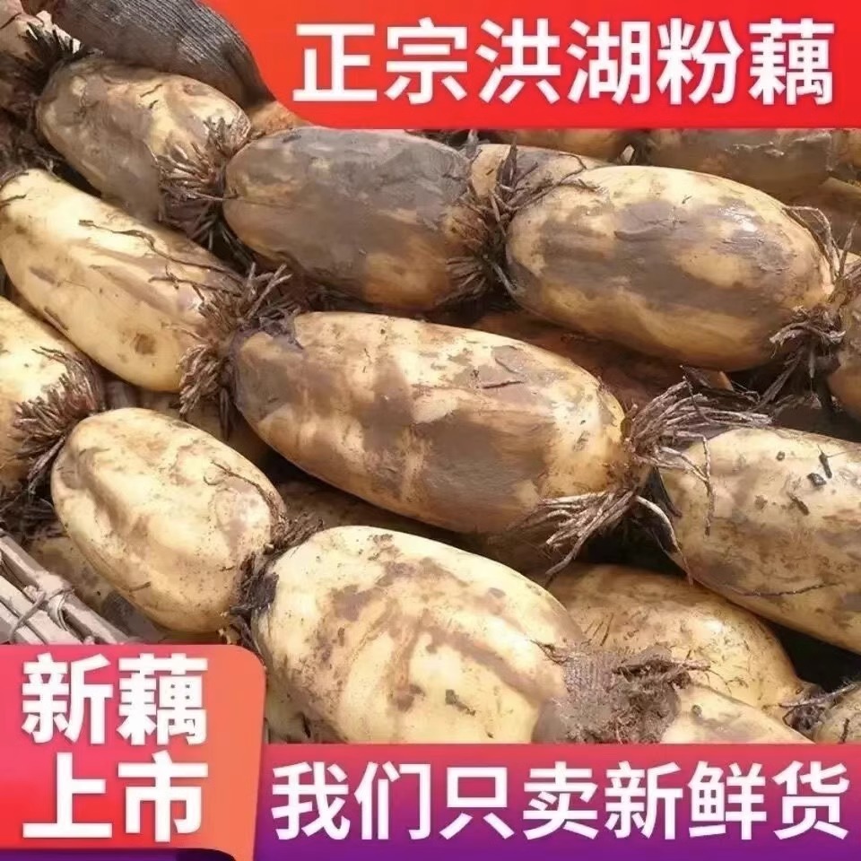 湖北洪湖莲藕煲汤粉藕10斤新鲜现挖