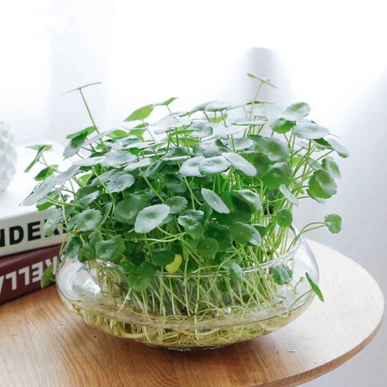 玻璃花瓶透明风信子种球花盆客厅室内鱼缸椭圆形水培水养植物器皿