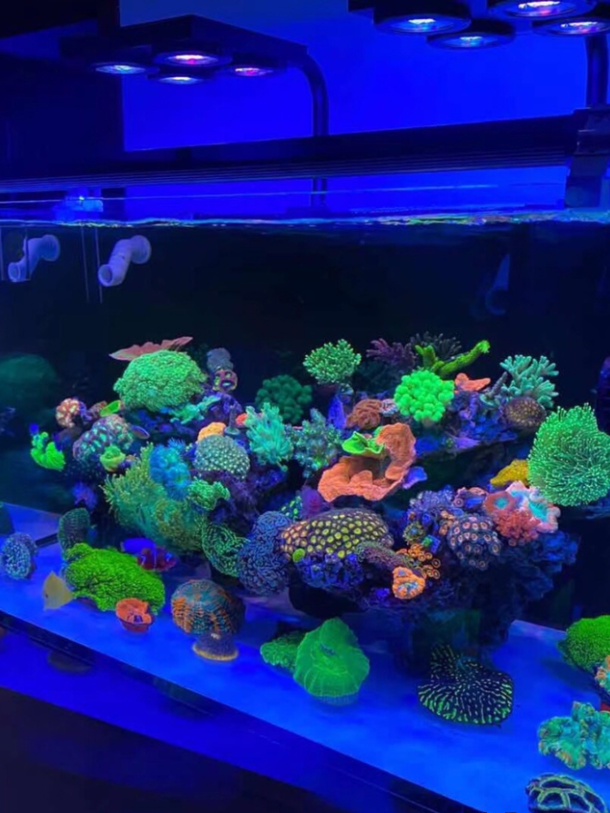海水鱼缸去蓝光贴膜海水缸滤镜防眩晕珊瑚缸拍照滤镜过滤蓝光神器