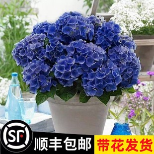 绣球花苗盆栽无尽夏四季开花花卉植物室内花水培绿植鲜花四季好养