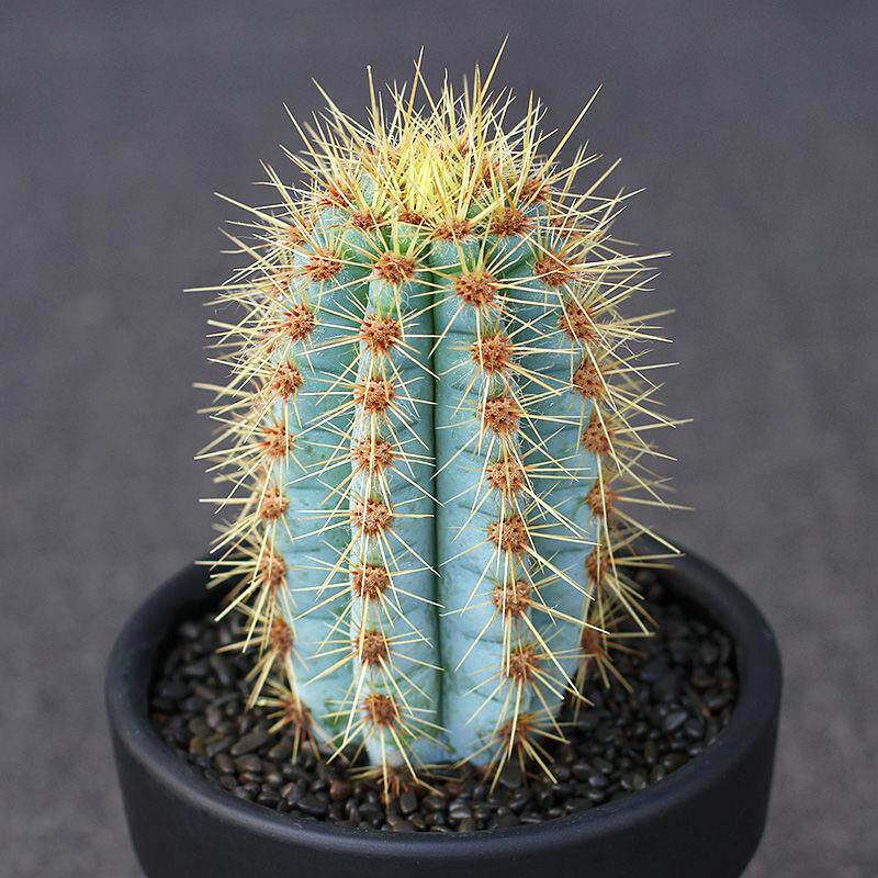 蓝衣柱金青阁一物一拍蓝色仙人柱沙生多肉植物花盆