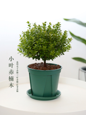 小叶赤楠盆景室内树桩熟桩金丝楠木驱邪盆栽绿植