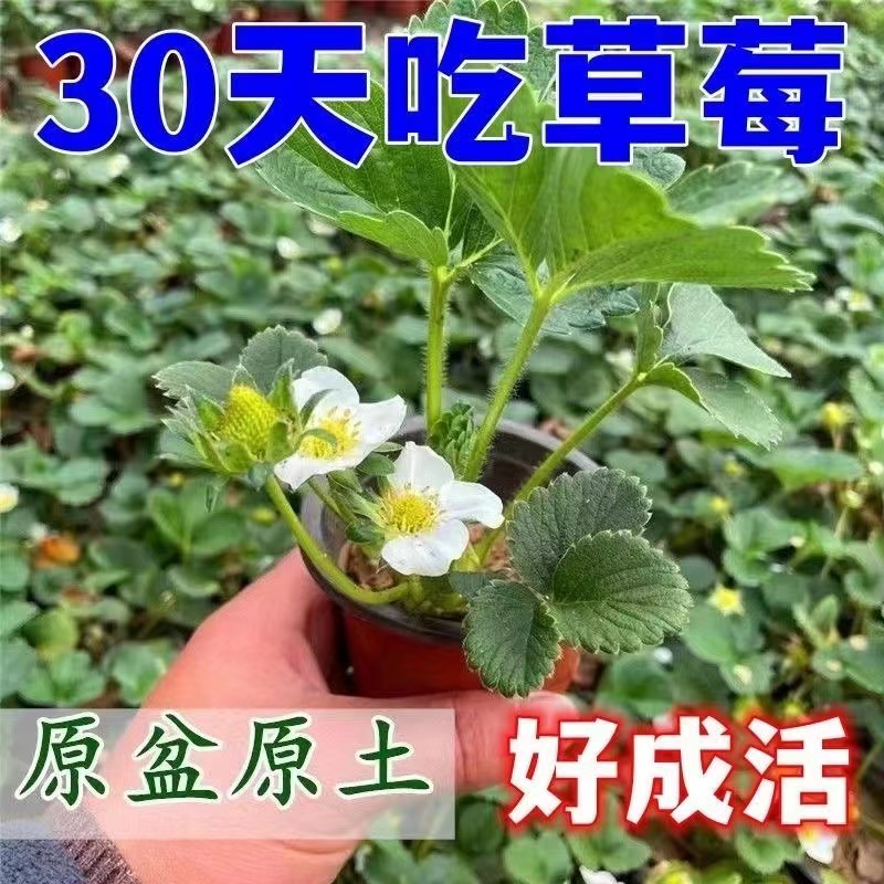 奶油草莓苗家庭盆栽带土阳台可食用红颜新苗淡白雪露天四季结果