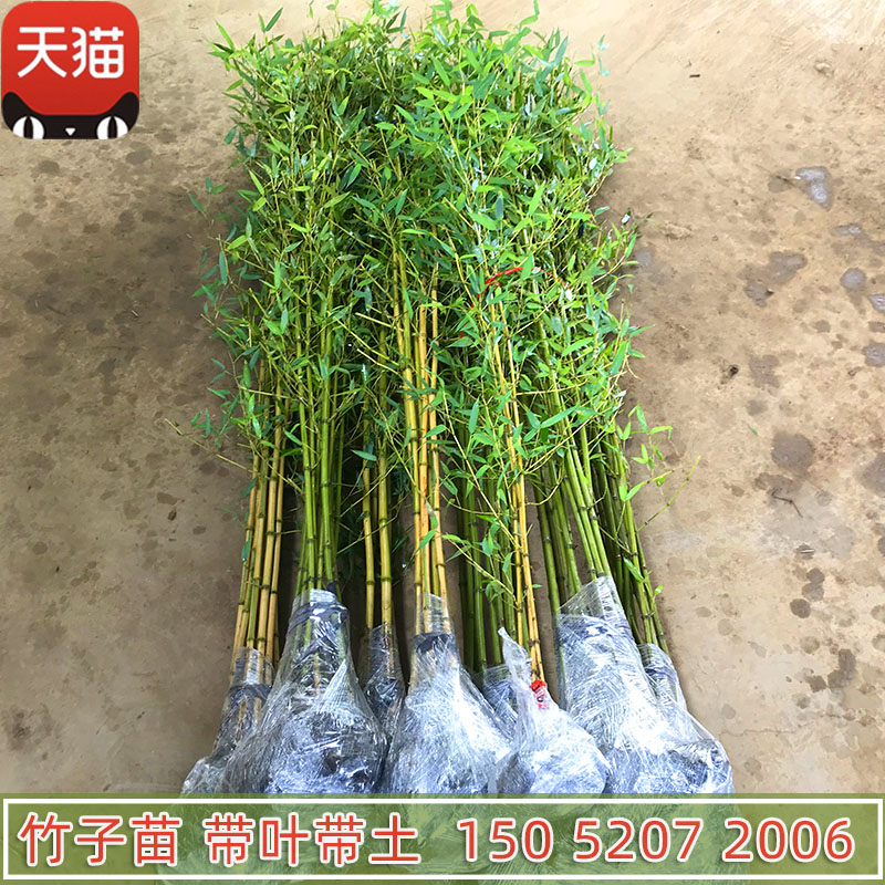 四季常青竹子苗庭院耐寒耐旱盆栽早园竹金镶玉紫竹苗罗汉竹黄金竹