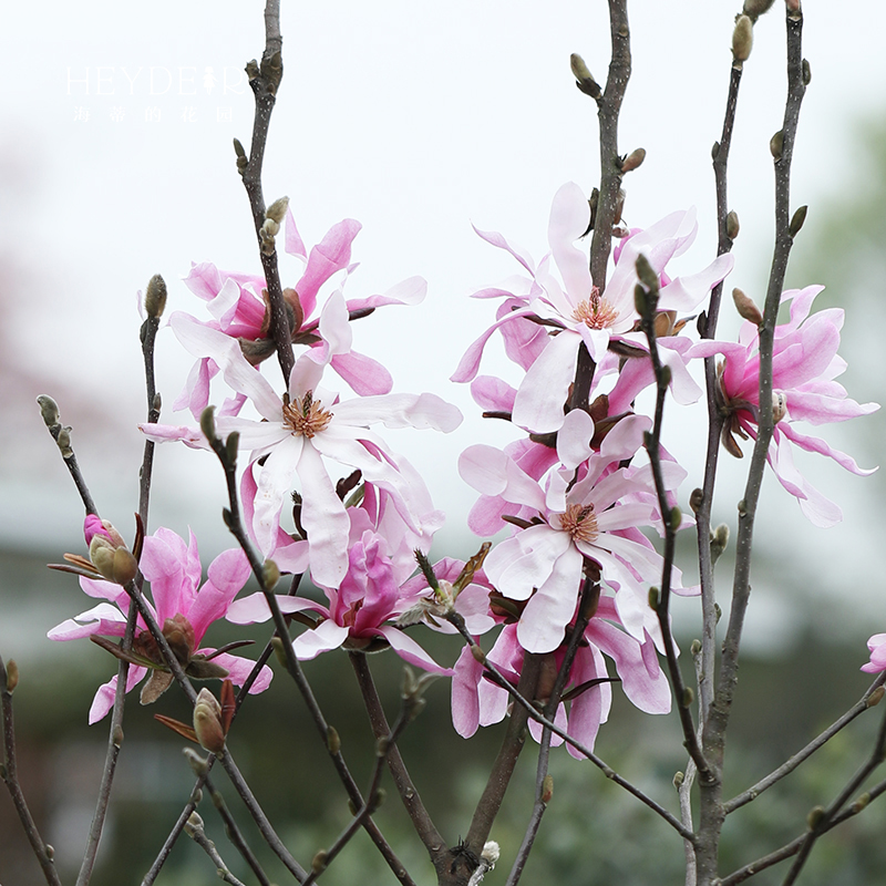 海蒂的花园星花木兰玉兰春季花灌木庭院木本花卉芳香盆栽花苗