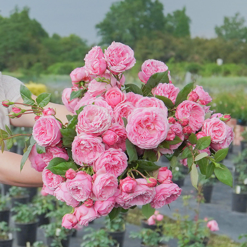 植物园品牌排名 前10位