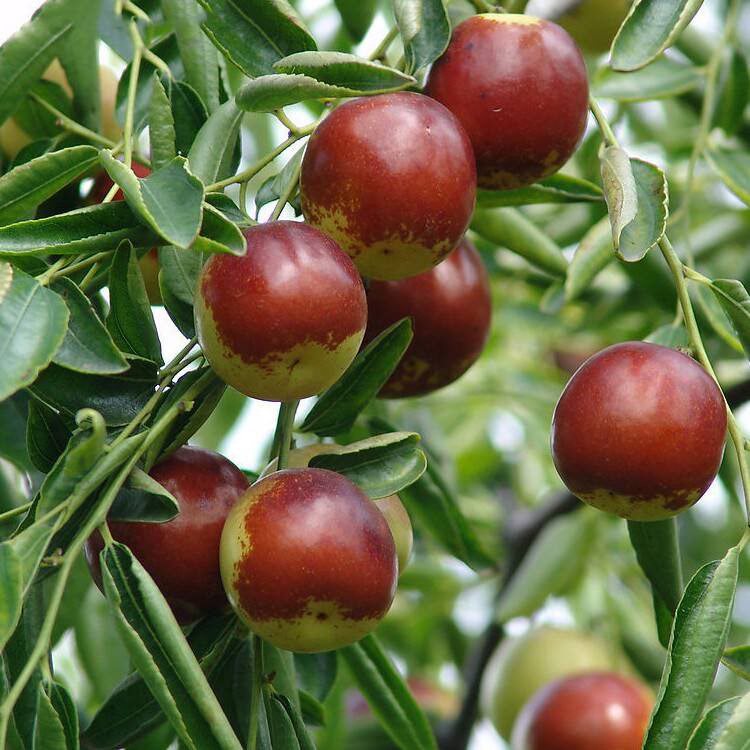 嫁接枣树苖特大沾化冬枣当年结果枣子树苖南方北方庭院种植果树苖