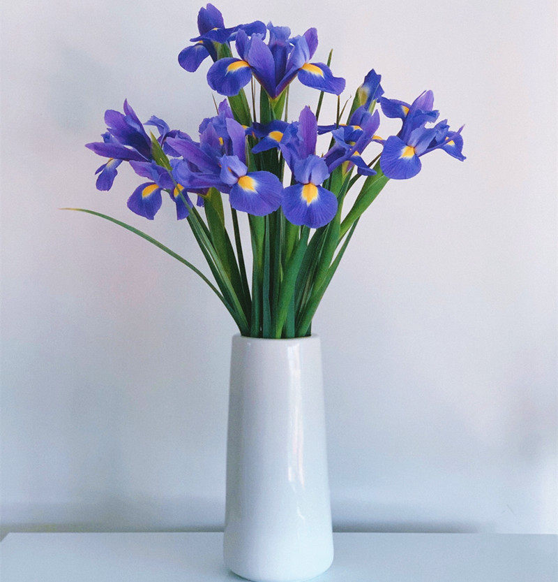 水培鸢尾花 清新西雾草  云南鲜花生日爱情礼物家庭插花 全国速递