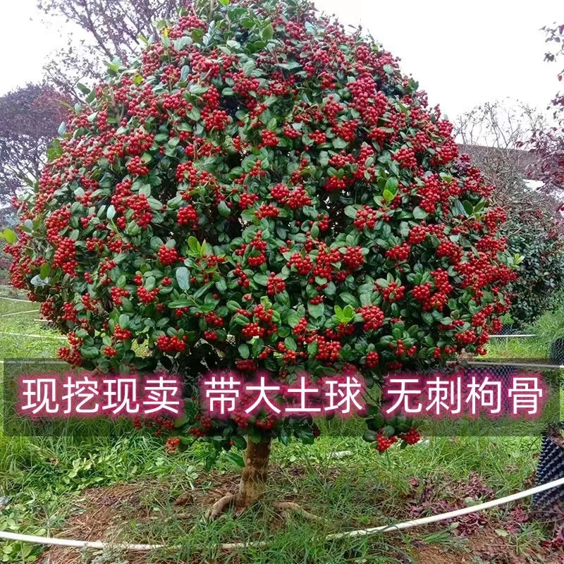 无刺枸骨树苗构骨球鸿运果树苗四季常青北方庭院花卉耐寒绿化苗木