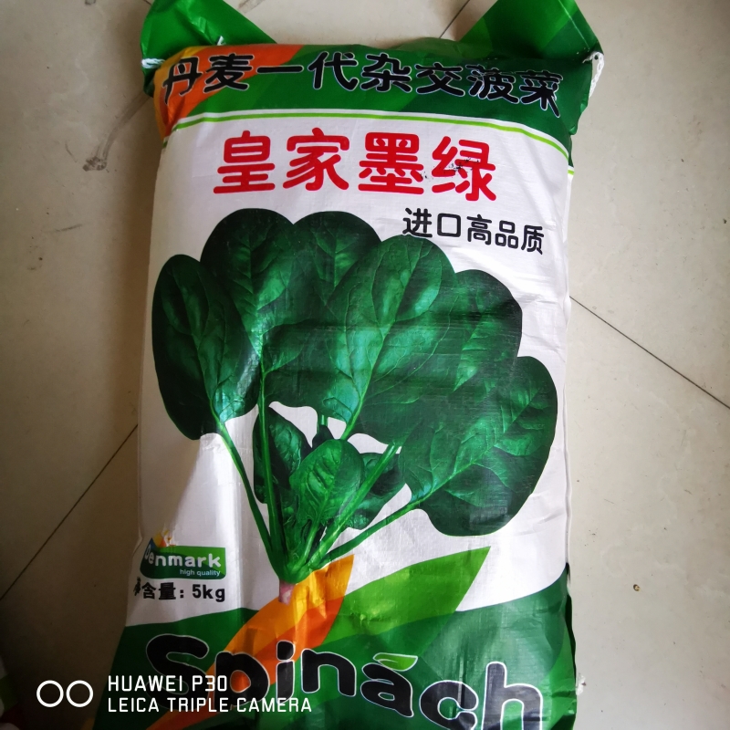 丹麦皇家墨绿菠菜种子进口高端菠菜籽春秋杂交菠菜抗病高产耐抽苔