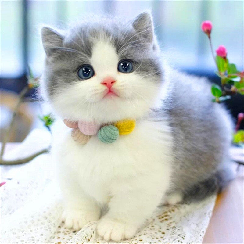 英短蓝白猫咪活物宠物猫幼崽可爱小型猫活体纯种布偶猫加菲矮脚猫