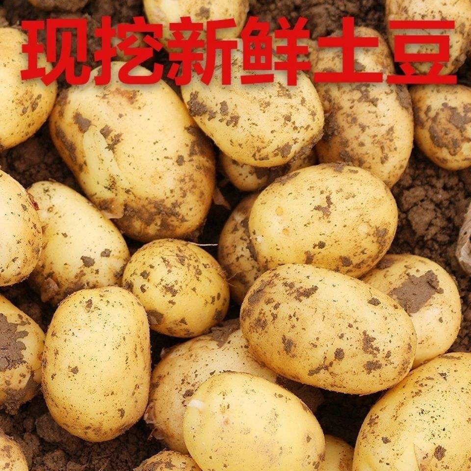 玲玲的生鲜公社的优惠券大全—土豆新鲜蔬菜黄心土豆黄皮土豆新鲜土豆