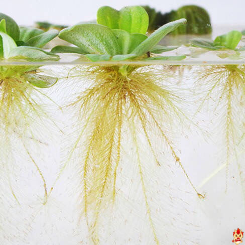 浮萍造物净水水叶萍水鱼缸水草芙蓉性莲培植鱼缸