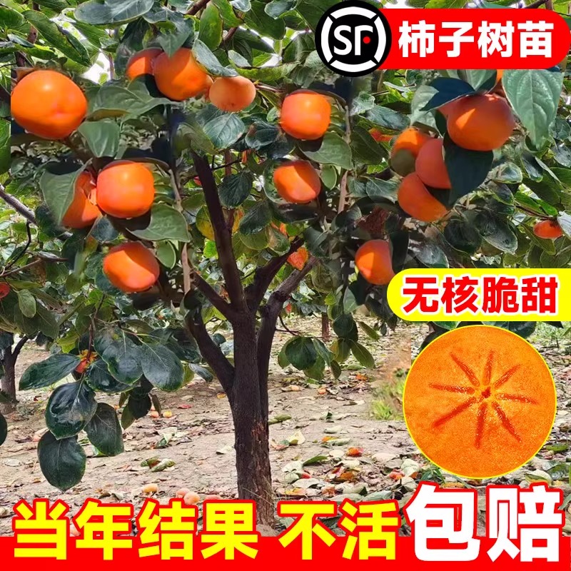 柿子苗树脆甜柿无核柿南北方种植特大